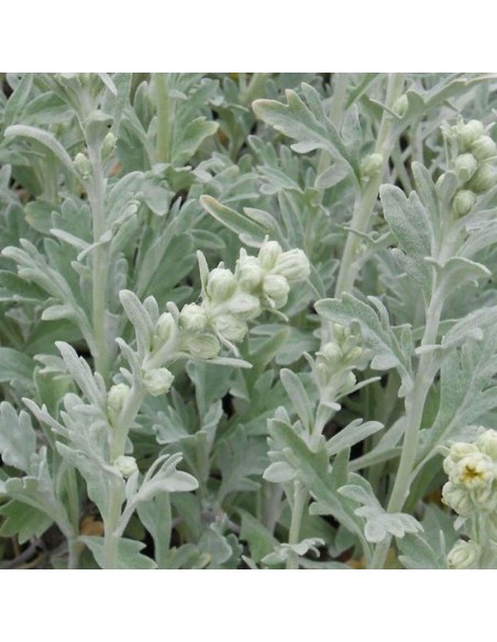 Armoise à feuille de cinéraire Boughton silver