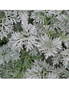 Armoise arborescente Powis castle 2