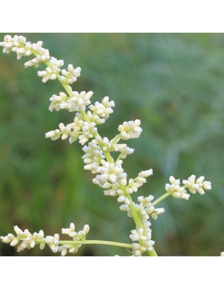 Armoise chinoise Armoise chinoise