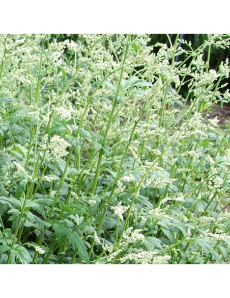 Armoise chinoise Armoise chinoise