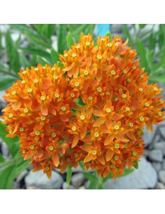 Asclépiade tubéreuse