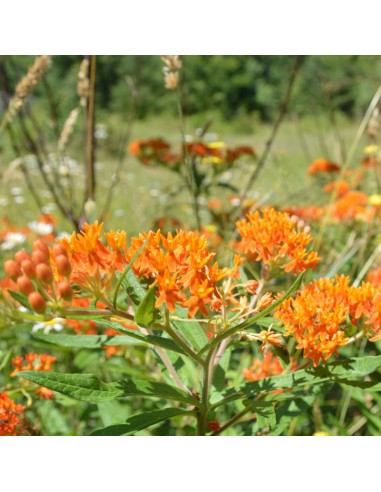 Asclépiade tubéreuse