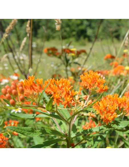 Asclépiade tubéreuse