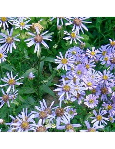 Aster "Photograph" 2