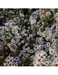 Aster "Silver spray"