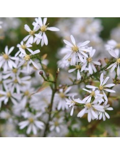 Aster "Silver spray" 2