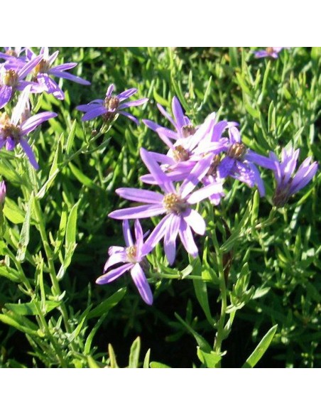 Aster à feuilles de sedum Nanus
