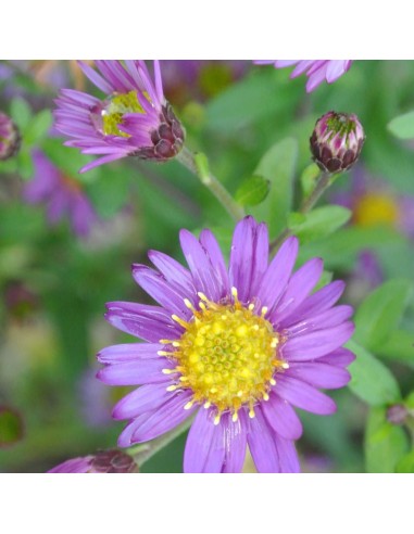 Aster ageratoïdes Ezo Murasaki
