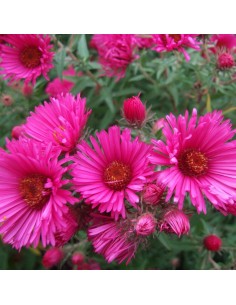 Aster de Nouvelle Angleterre Andenken an Alma Potschke