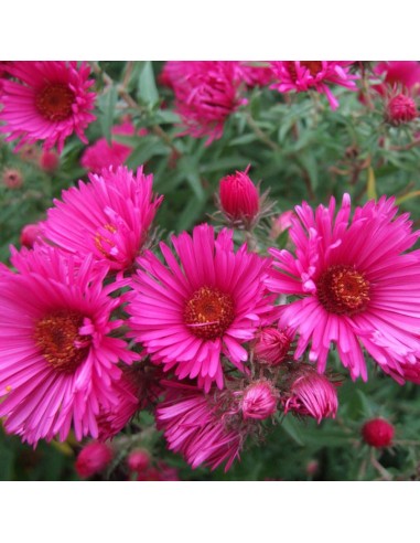 Aster de Nouvelle Angleterre Andenken an Alma Potschke