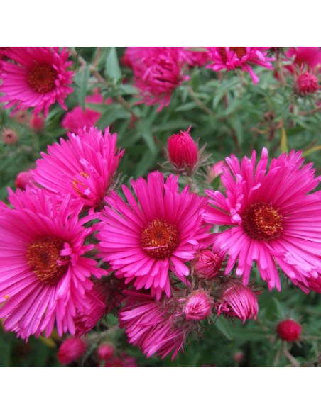 Aster de Nouvelle Angleterre Andenken an Alma Potschke