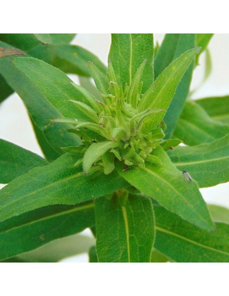 Aster de Nouvelle Angleterre Andenken an Alma Potschke