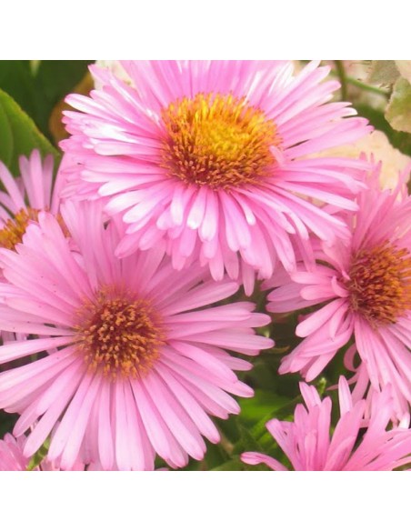 Aster de Nouvelle Angleterre Harrington pink Aster de Nouvelle Angleterre Harrington pink