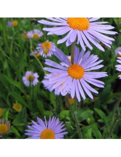 Aster de printemps Wartburgstern