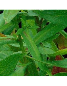 Aster des Alpes Happy end 2