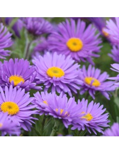 Aster des Alpes Dunkle Schone 2