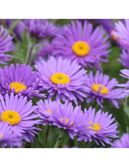 Aster des Alpes Dunkle Schone