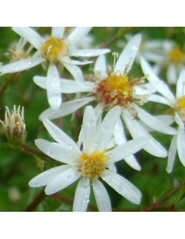 Aster divariqué