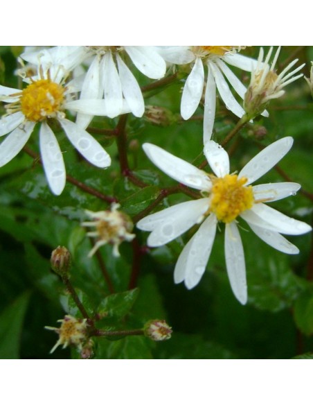 Aster divariqué