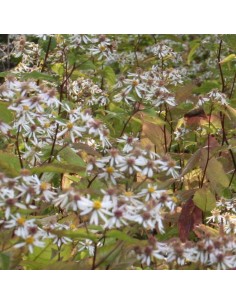 Aster divariqué Tradescant