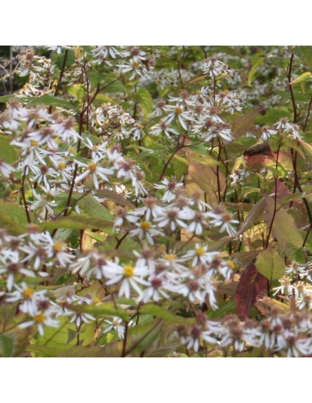 Aster divariqué Tradescant