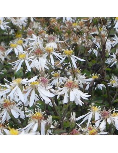 Aster divariqué Tradescant 2
