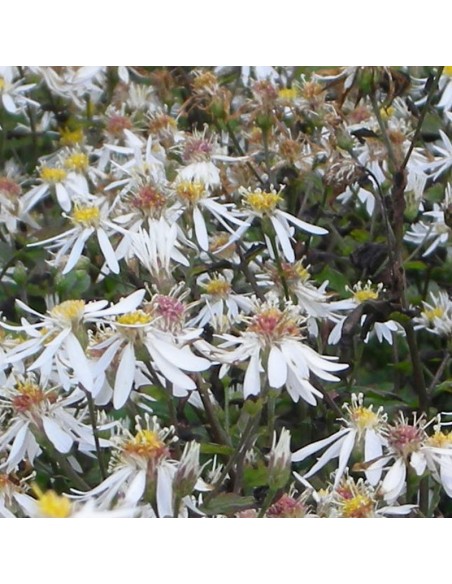 Aster divariqué Tradescant