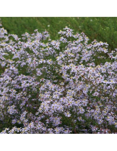 Aster ericoides "Erlkoenig"