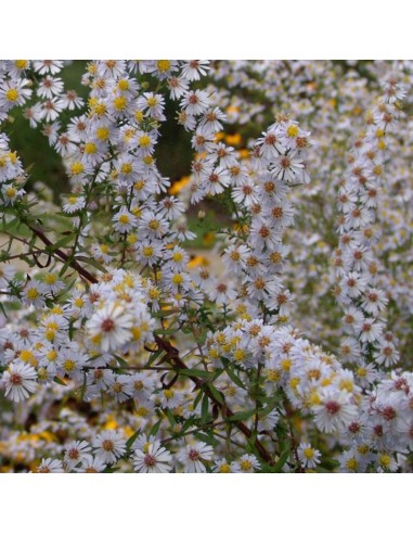 Aster ericoides "Erlkoenig"
