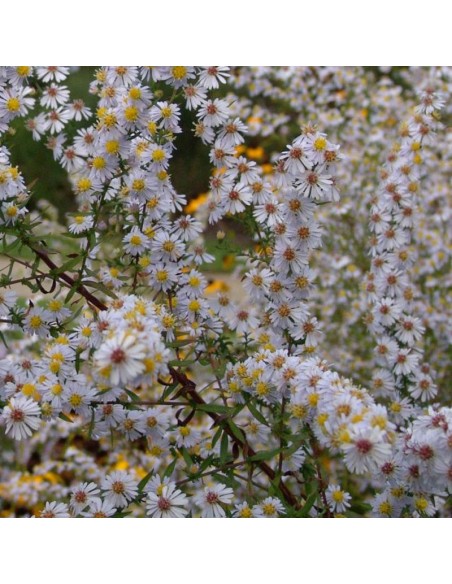 Aster ericoides "Erlkoenig"