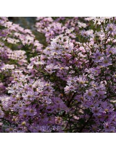 Aster ericoides "Pink Star" 2