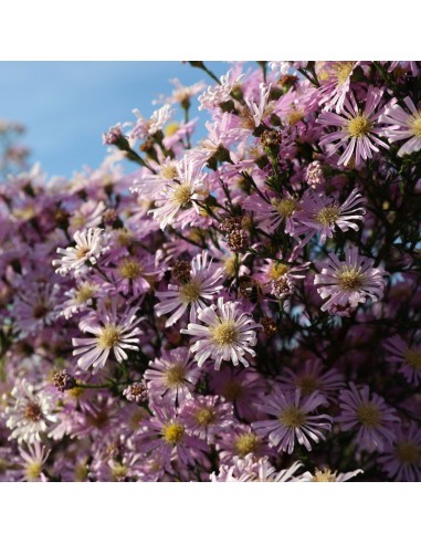 Aster ericoides "Pink Star"