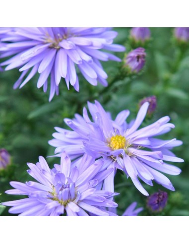 Aster Frikartii Moench