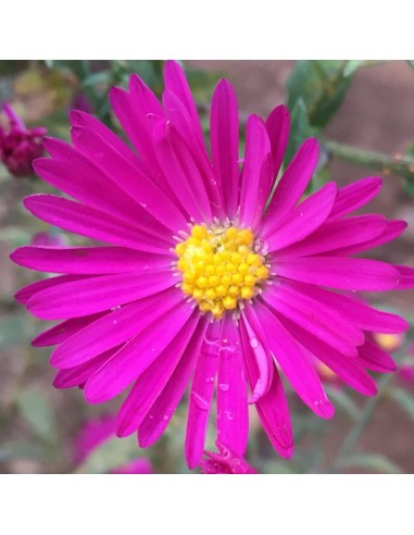 Aster grand d'automne Crimson brocade