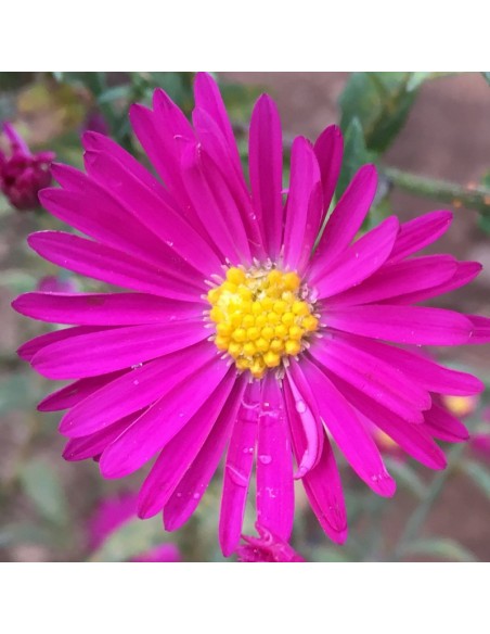 Aster grand d'automne Crimson brocade