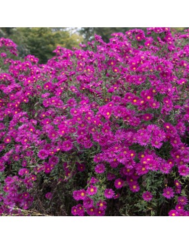 Aster grand d'automne Crimson brocade