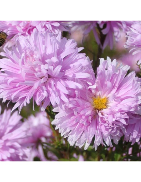 Aster grand d'automne Fellowship