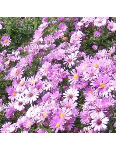 Aster grand d'automne Fellowship