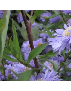 Aster grand d'automne Marie Ballard 2