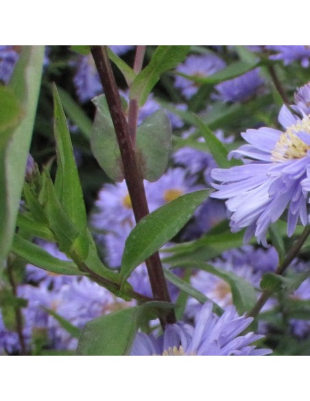Aster grand d'automne Marie Ballard