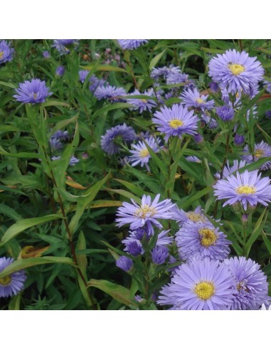 Aster grand d'automne Marie Ballard