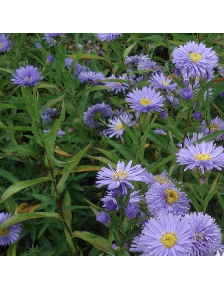 Aster grand d'automne Marie Ballard