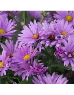 Aster grand d'automne Sarah Ballard 2