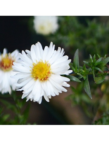 Aster grand d'automne White ladies