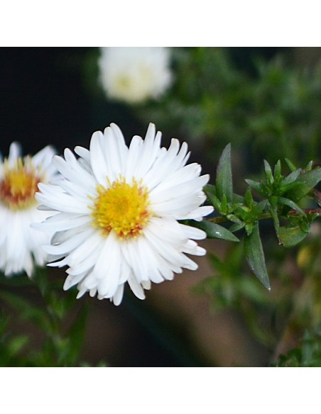 Aster grand d'automne White ladies
