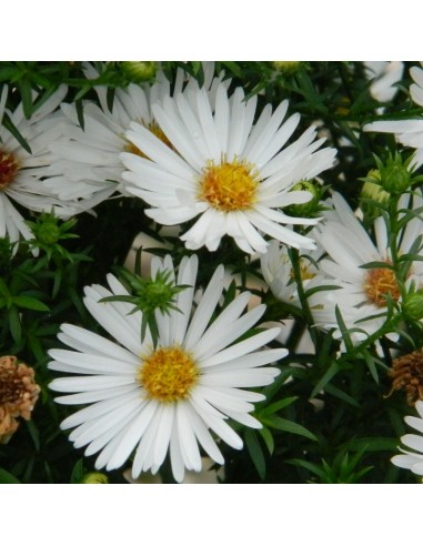 Aster grand d'automne White ladies