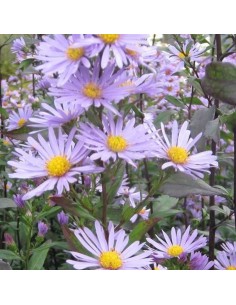Aster géant Calliope