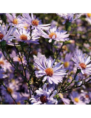 Aster géant Calliope