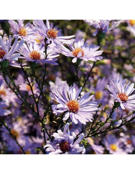 Aster géant Calliope