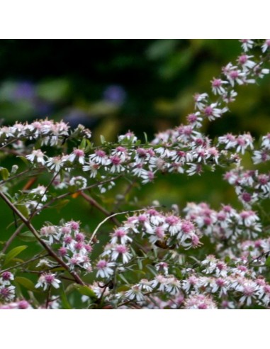 Aster lateriflorus "Lady in black"